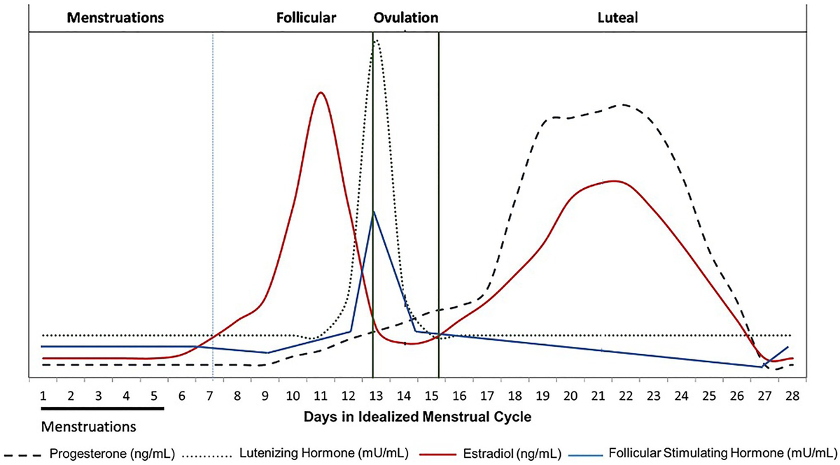 Fases Ciclo Menstrual